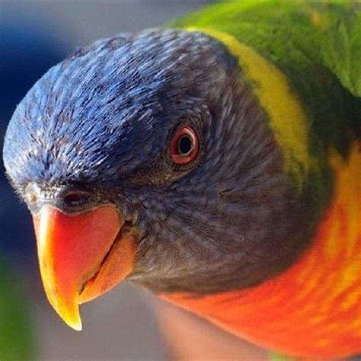 Why are lorikeets dying?
