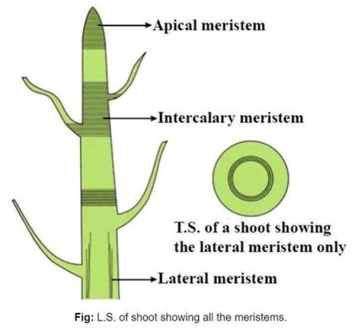 Why are meristems important to plants?