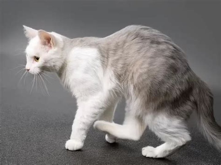 Why are my cats back legs stiff?