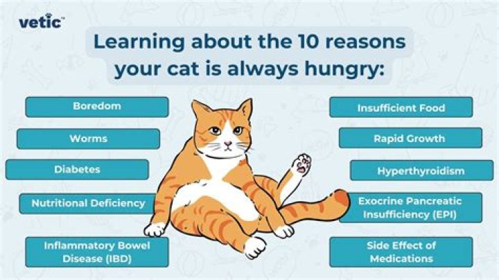 Why are my kittens always hungry?