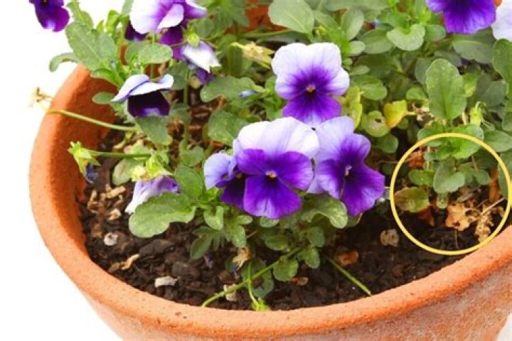 Why are my pansies turning yellow?