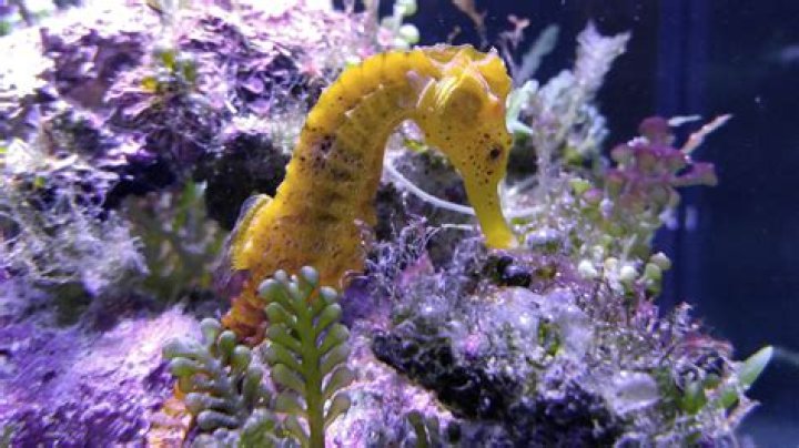 Why are seahorses important to the environment?