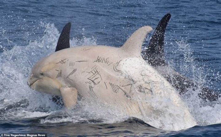Why are some killer whales white?