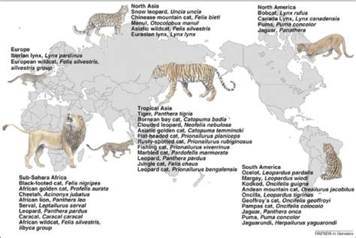 Why are species named in Latin?