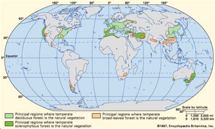 Why are temperate forests located where they are?