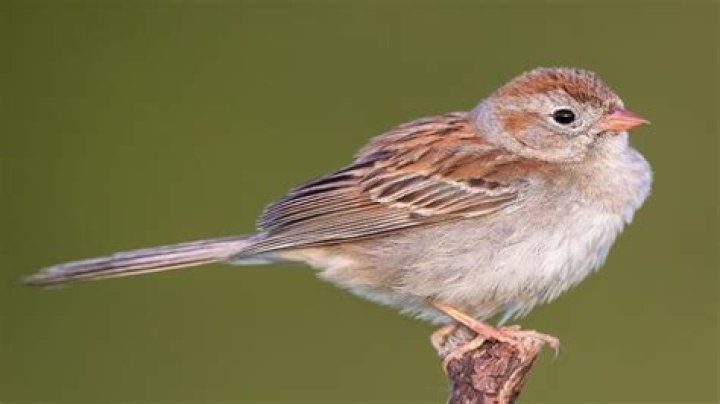 Why are the birds disappearing?