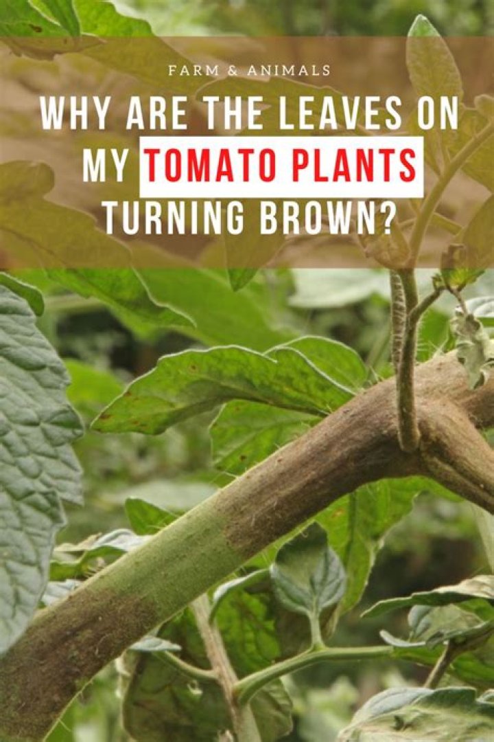 Why are the leaves on my tomato plants turning brown?