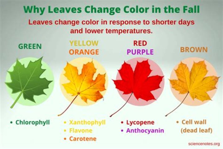 Why are the leaves so colorful this year?