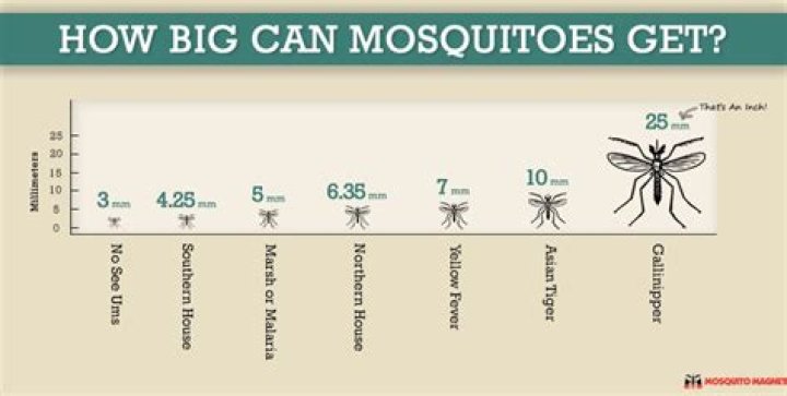 Why are the mosquitoes so big this year 2020?