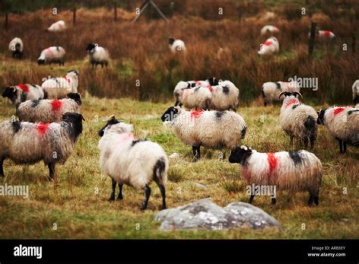 Why are the sheep painted in Ireland?