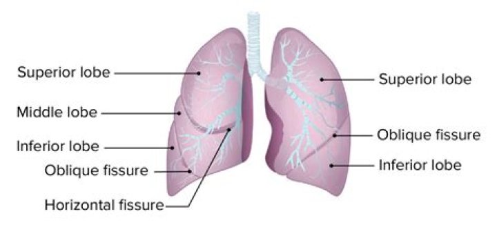 Why are there different number of lobes in lungs?