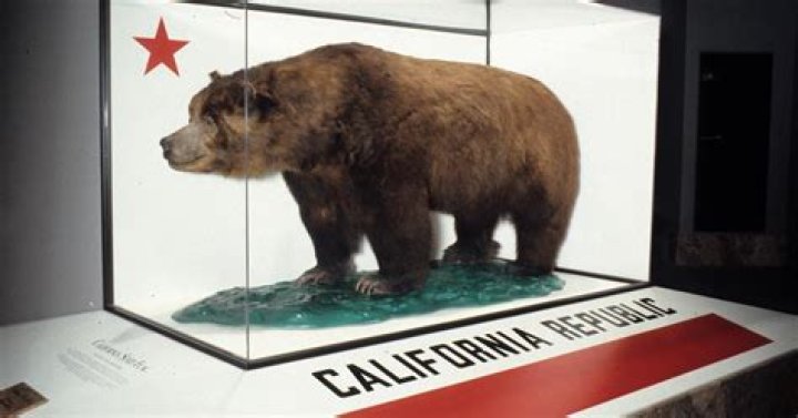 Why are there no grizzly bears in California?