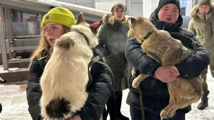 Why are there so many stray dogs in Russia?