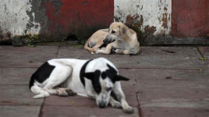 Why are there stray dogs in India?