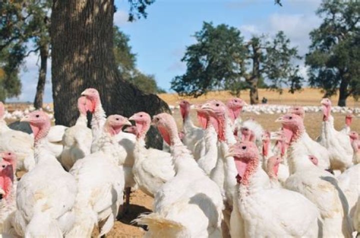 Why are there turkeys in Davis CA?