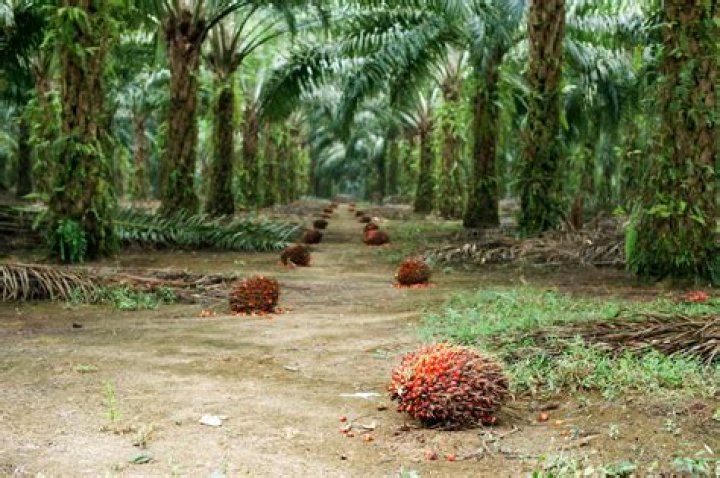 Why are tree plantations bad?