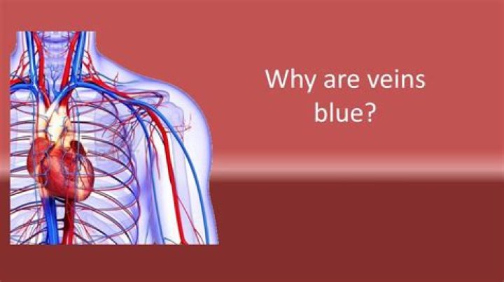Why are veins more compliant?