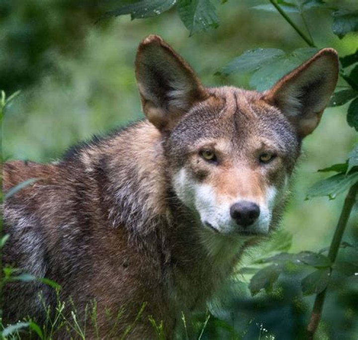 Why are wolves so amazing?