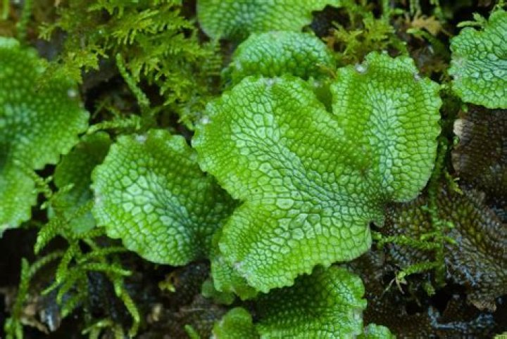 Why bryophytes are called liverworts?