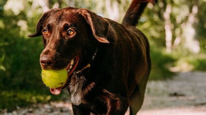 Why can chocolate labs be guide dogs?