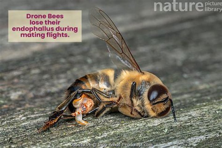Why did all my honey bees disappear?
