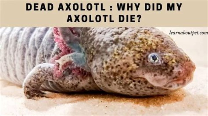 Why did my baby axolotl die?