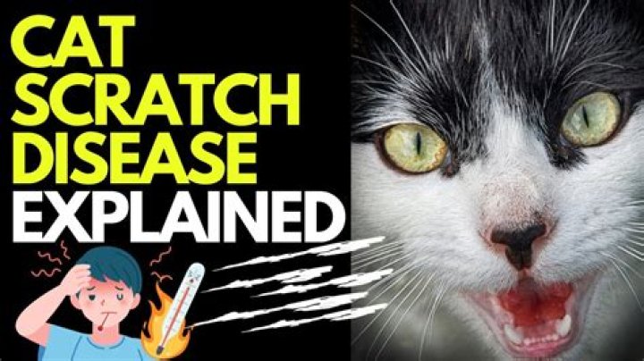 Why did my cat scratch my face?