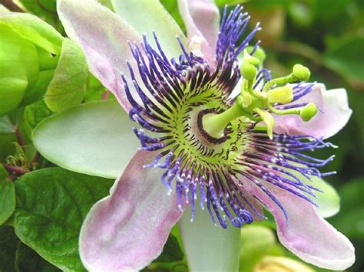 Why did my passion flower die?