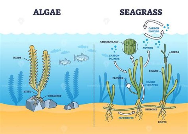 Why do algae need carbon?