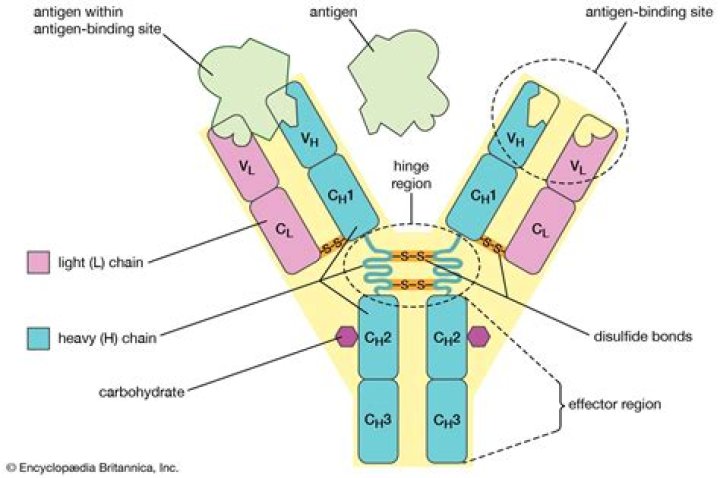 Why do antibodies have two binding sites?