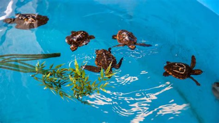 Why do baby sea turtles go to the ocean?
