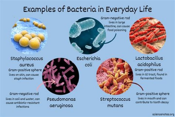 Why do bacteria live in the human body?