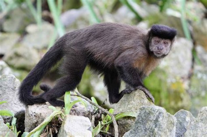 Why do capuchin monkeys whip their heads?
