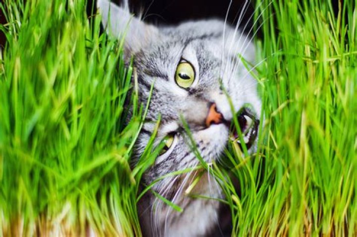 Why do cats eat grass then vomit?