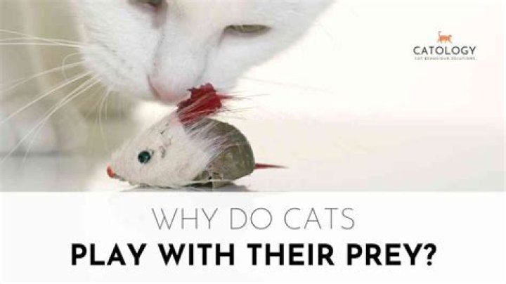 Why do cats play with their dead prey?