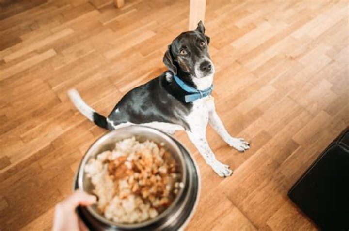 Why do dogs bring their treats to you?