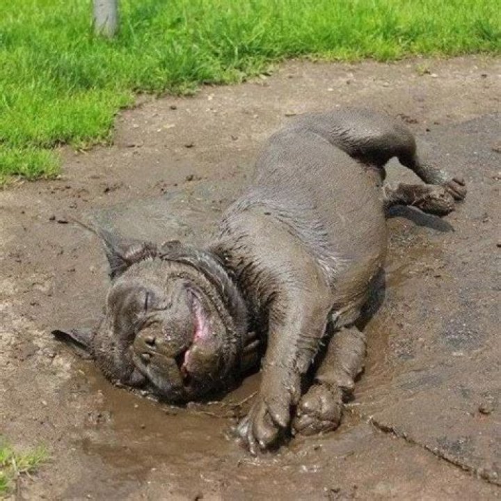 Why do dogs like rolling in mud?