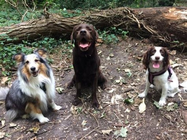 Why do dogs sit down?
