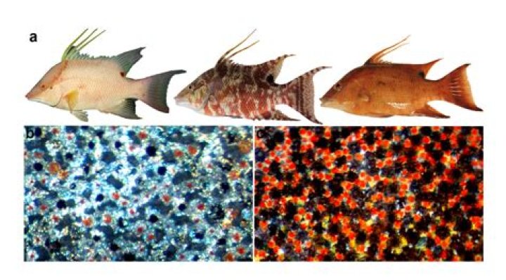 Why do fishes have two coloration?