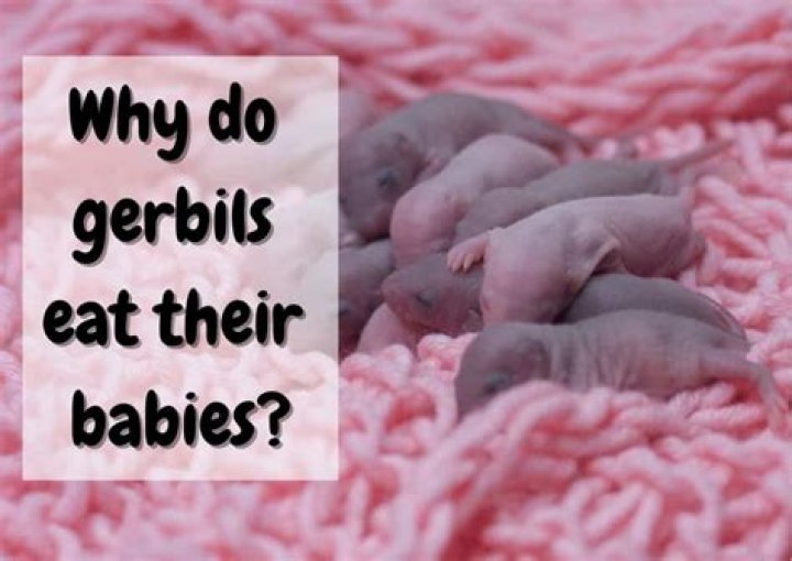 Why do gerbils eat their babies?