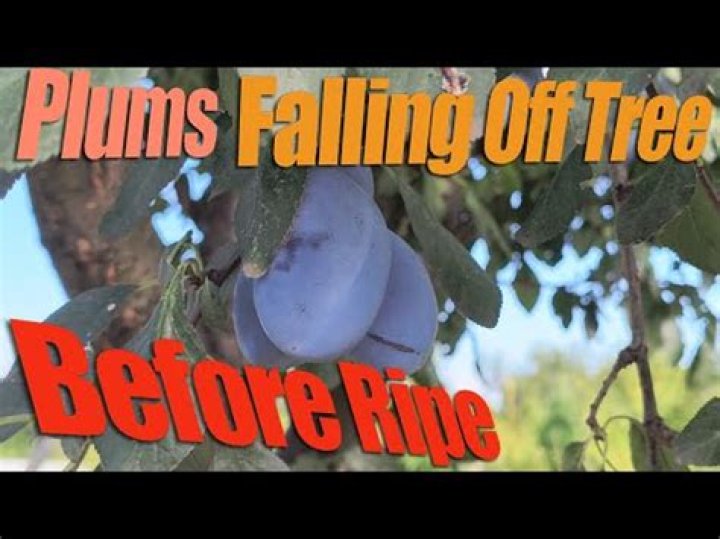 Why do green plums fall off tree before ripe?