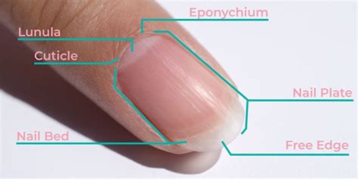 Why do humans have cuticles?