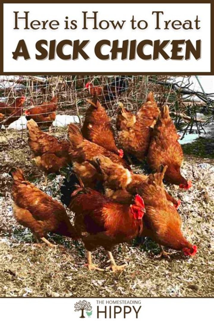 Why do I get sick after eating chicken?