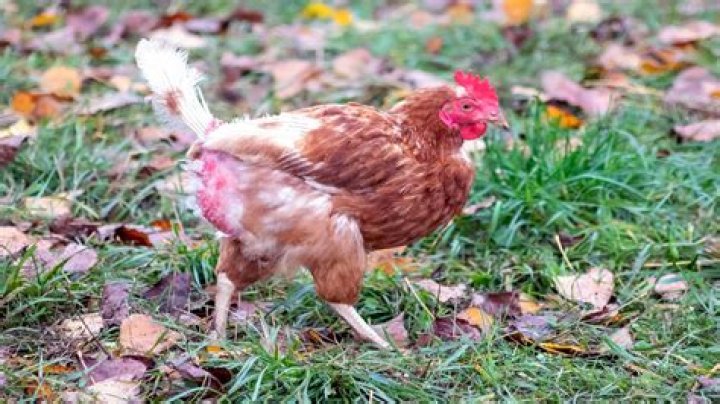Why do my chickens feathers look bad?