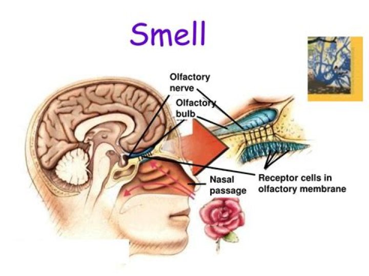 Why do my slides smell?