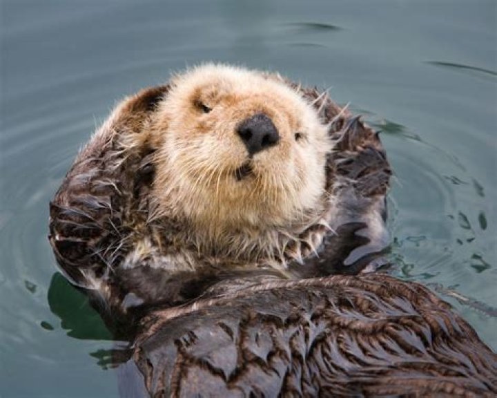 Why do otters rub their fur?
