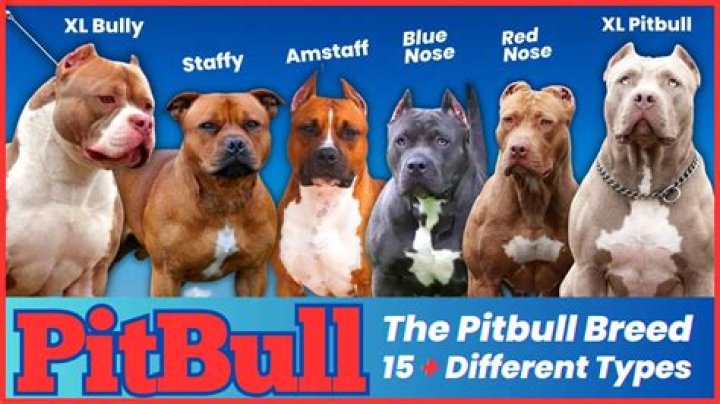 Why do pit bulls sound like pigs?
