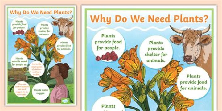 Why do plants need ammonia?