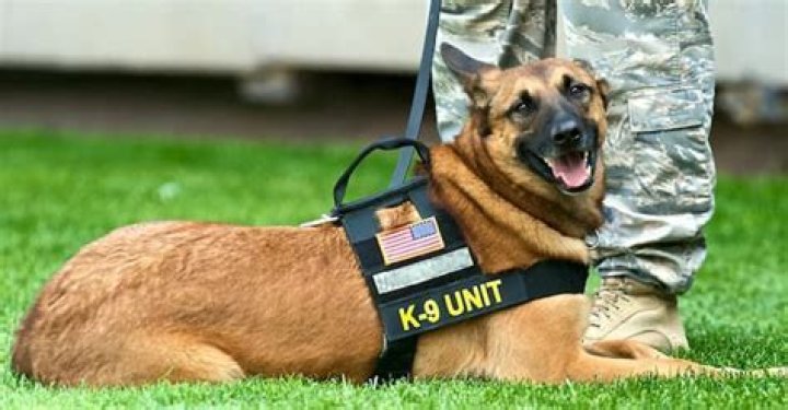 Why do police use German shepherds and not pit bulls?