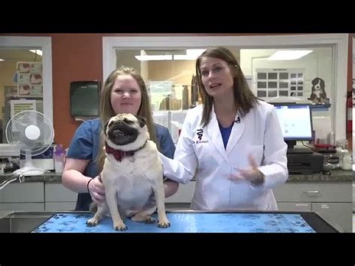 Why do Pugs wheeze?